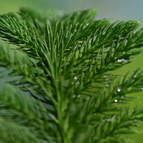 PINUS